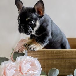 French Bulldog Puppies from Wind Ridge Frenchies