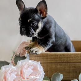French Bulldog Puppies from Wind Ridge Frenchies