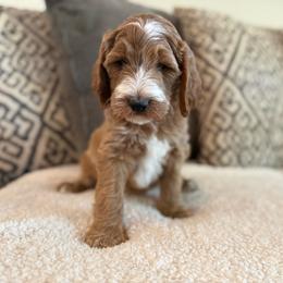 Biscuit - Red  male Goldendoodle puppy in Maricopa, Arizona from AZ Designer Goldendoodles