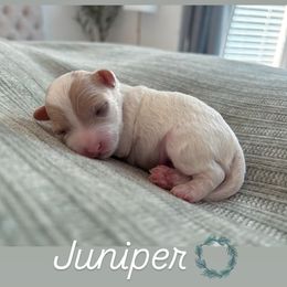 Cavapoo Puppies from Micro Cavapoos