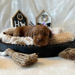 Glory - Purple Collar Female - Red  female Goldendoodle puppy in Bradenton, Florida from Suncoast Goldendoodles