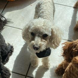 Poodles from The Pierre Company Llc