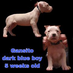 Boy 3 -dark blue boy - White male Dogo Argentino puppy in Blythe, California from Dogos del Gran Reino