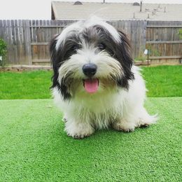 Marshmallow - Havanese