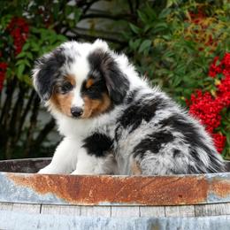 Axel - Blue merle male Miniature American Shepherd puppy in Kalama, Washington from Lone Pine Miniature American Shepherds