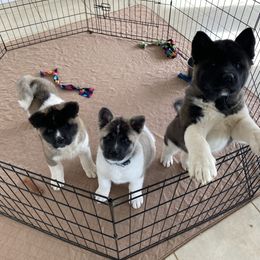 Akita Puppies from Majestic Valley Farms