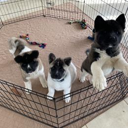 Akita Puppies from Majestic Valley Farms