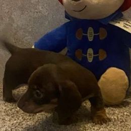 SCARLETT - Dachshund puppy from KS FUREVER MINI DOXIES