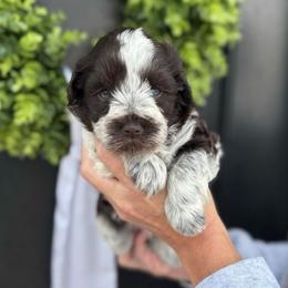 Blue boy - Parti male Miniature Schnauzer puppy in Oneonta, Alabama from Murphree Valley Kennels