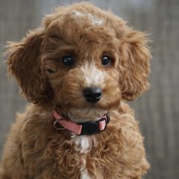 Crimson - Red  Poodle puppy in New Jersey from TK Poodles