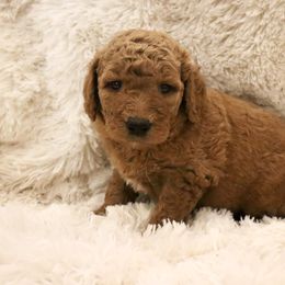 Cheddar - Red  male Goldendoodle puppy in Denham Springs, Louisiana from E&S Goldendoodles