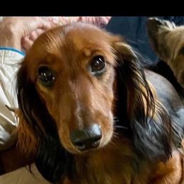 Dachshunds from Simply Southern Doxies