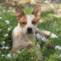Rika - Australian Cattle Dog