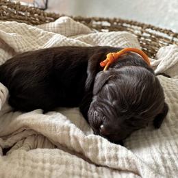 Female- Pick 2 of 4 - Liver female Boykin Spaniel puppy in Cottondale, Florida from Baggett’s NWFL Gun Dogs