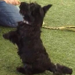 Mudis and Scottish Terriers from Kellie Verrelli's Puppies
