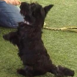 Mudis and Scottish Terriers from Kellie Verrelli's Puppies