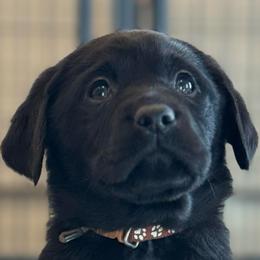 Bonnie - Black female Labrador Retriever puppy in Owosso, Michigan from Bennington Retrievers