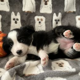 Miniature Australian Shepherd and Toy Australian Shepherd Puppies from Hotmess of Aussies