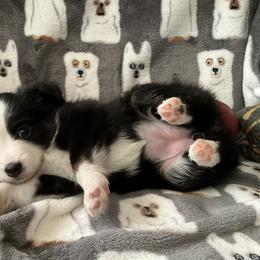 Miniature Australian Shepherd and Toy Australian Shepherd Puppies from Hotmess of Aussies