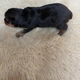 Yorkshire Terrier Puppies from Diane Davis