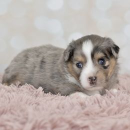 Prince - Blue merle male Toy Australian Shepherd puppy in Wichita Falls, Texas from Shooting Stars Ranch Toy and Mini Aussies