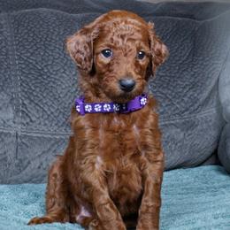 Hazel - Red  female Poodle puppy in Abilene, Texas from Mesquite Kennels