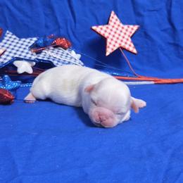 White cream spots boy - Cream and white male Shih Tzu puppy in Vinita, Oklahoma from Locust Creek Shih Tzu & Havanese