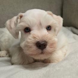 Frost - Wheaten male Miniature Schnauzer puppy in Magalia, California from NorCal Schnauzers