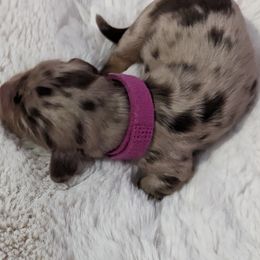 Girl 2 - Dapple Dachshund puppy in Homosassa, Florida from Foxies Doxies