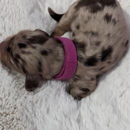 Girl 2 - Dapple Dachshund puppy in Homosassa, Florida from Foxies Doxies