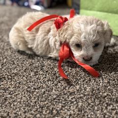 Girl 3 - Cream female Double Doodle puppy in Junction, Utah from Sugar Doodles