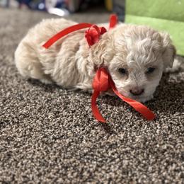 Girl 3 - Cream female Double Doodle puppy in Junction, Utah from Sugar Doodles