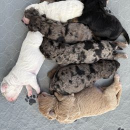 Bernedoodle puppies from Padgetts Hill Puppies