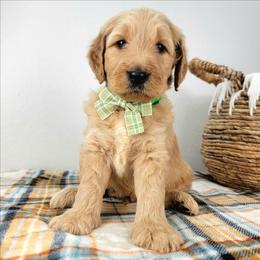Ash - Apricot male Goldendoodle puppy in Temecula, California from Oodles O'Doodles