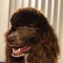 Aussiedoodles from DD's Fur Babies  farm