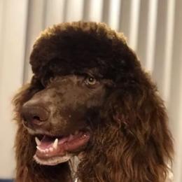 Aussiedoodles from DD's Fur Babies  farm