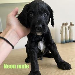 Neon - Black male Goldendoodle puppy in Summerville, South Carolina from Lizarazo Doodles