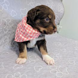 Feta - Red tri-color female Australian Shepherd puppy in Pamplin, Virginia from Hope & Joy Acres