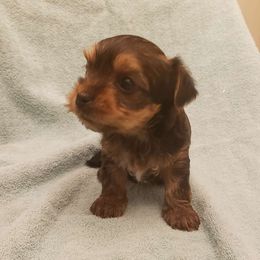 Baby girl - Black and tan Yorkshire Terrier puppy in Corryton, Tennessee from Tindalls House Mtn Yorkies