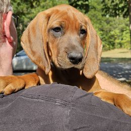Iris  (purple collar) - Redbone Coonhound puppy from Cedar Forest Redbones