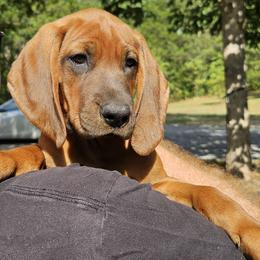 Iris  (purple collar) - Redbone Coonhound puppy from Cedar Forest Redbones