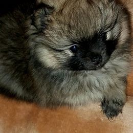 Pomeranians from My Secret Poms