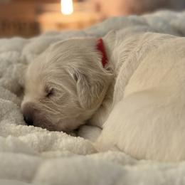 Girl 6 - female Golden Retriever puppy in New Kent, Virginia from Coastal Retrievers