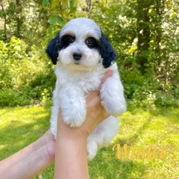 Girl 3 - Bernedoodle puppy in Springfield, Missouri from PoodlelyDoodlely