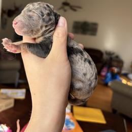 Rapunzel - Merle female Goldendoodle puppy in Anderson, South Carolina from M & L Pups