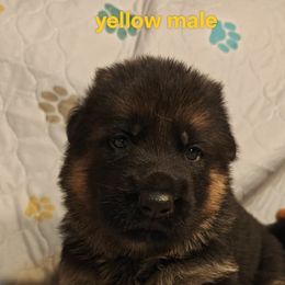 Yellow male - Black and red male German Shepherd puppy in Rockfield, Kentucky from Cheveyo German Shepherds