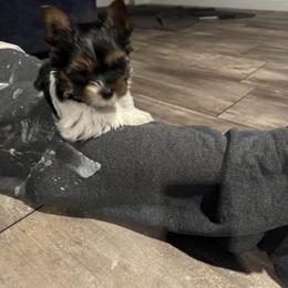 Parti male , black face - Parti male Yorkshire Terrier puppy in Pikeville, North Carolina from A Yorkie’s World