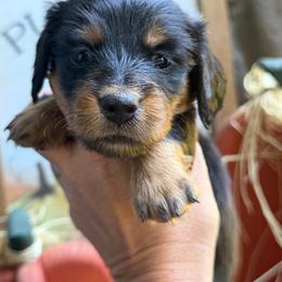 Orange Collar Longhair - Black and tan male Dachshund puppy in Cottonwood, California from Circle C Farm