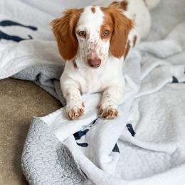 Dachshund puppies from Holiday’s Darling Miniature Dachshunds