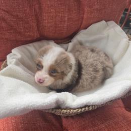 Boy 1 - Red merle male Miniature American Shepherd puppy in Griswold, Connecticut from Flatrock Kennels of CT